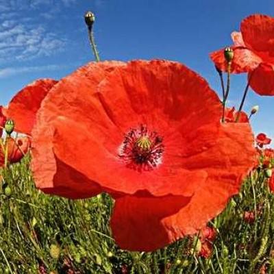 beat365体育ios版下载