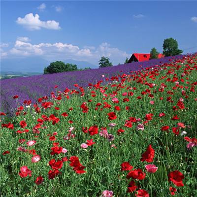 LOL外围官网app下载